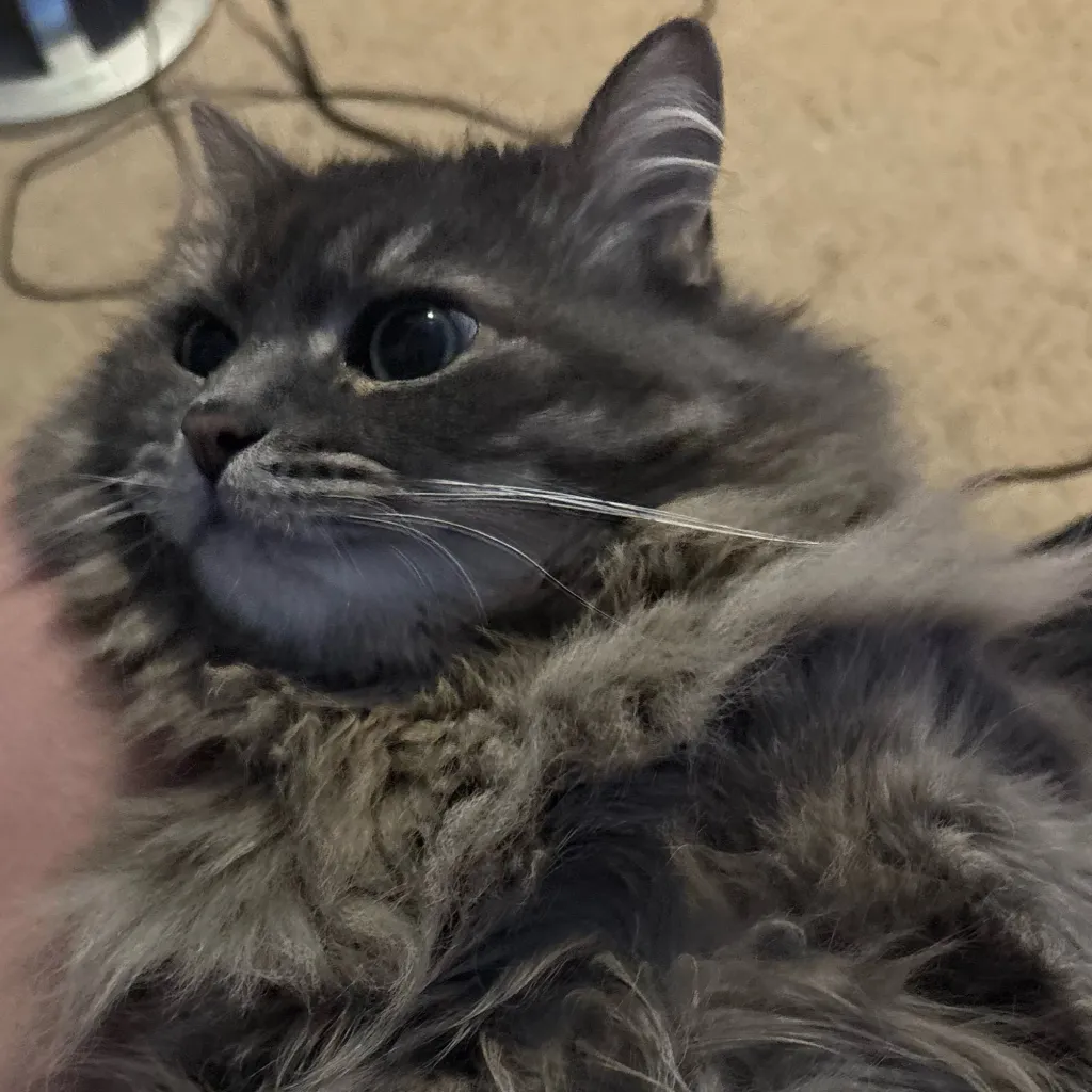 chat with ai character: Anything