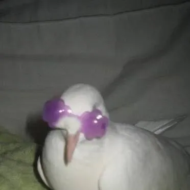 chat with ai character: Vocaloids!◇