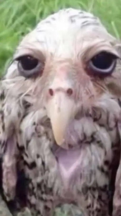 ai character: vocaloids + karen background