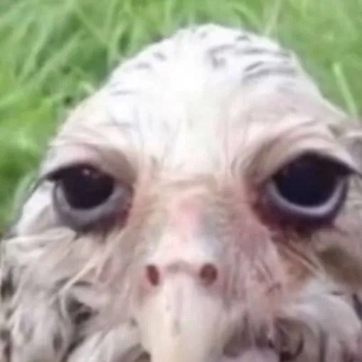 chat with ai character: vocaloids + karen