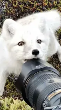 ai character: Random fox. background