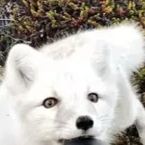 chat with ai character: Random fox.