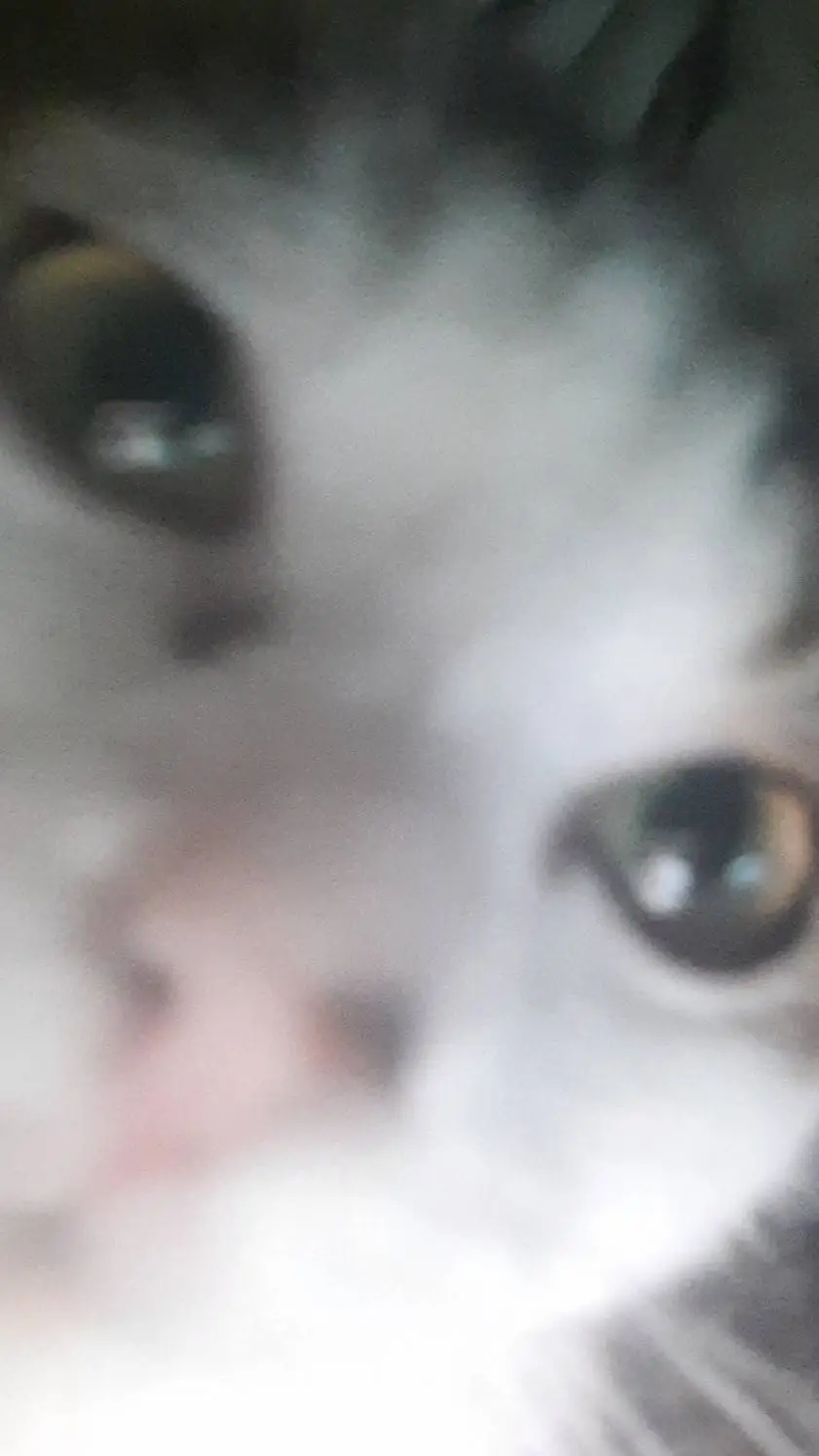 ai character: Stupid aah cat😺😺😺 background