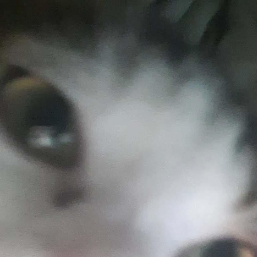 chat with ai character: Stupid aah cat😺😺😺