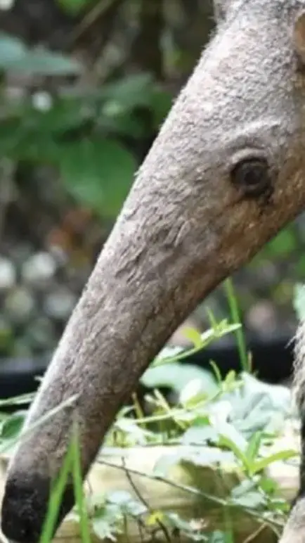 ai character: Anteater😀😀 background