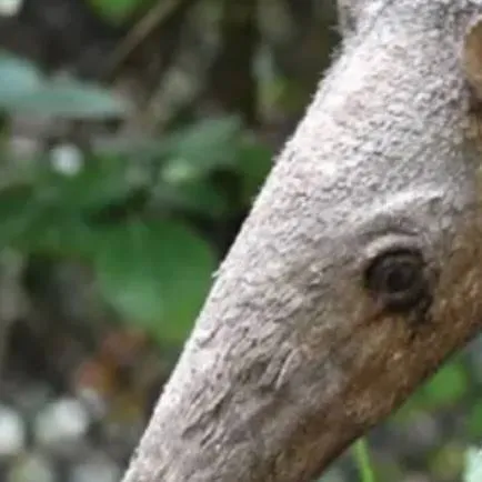 chat with ai character: Anteater😀😀