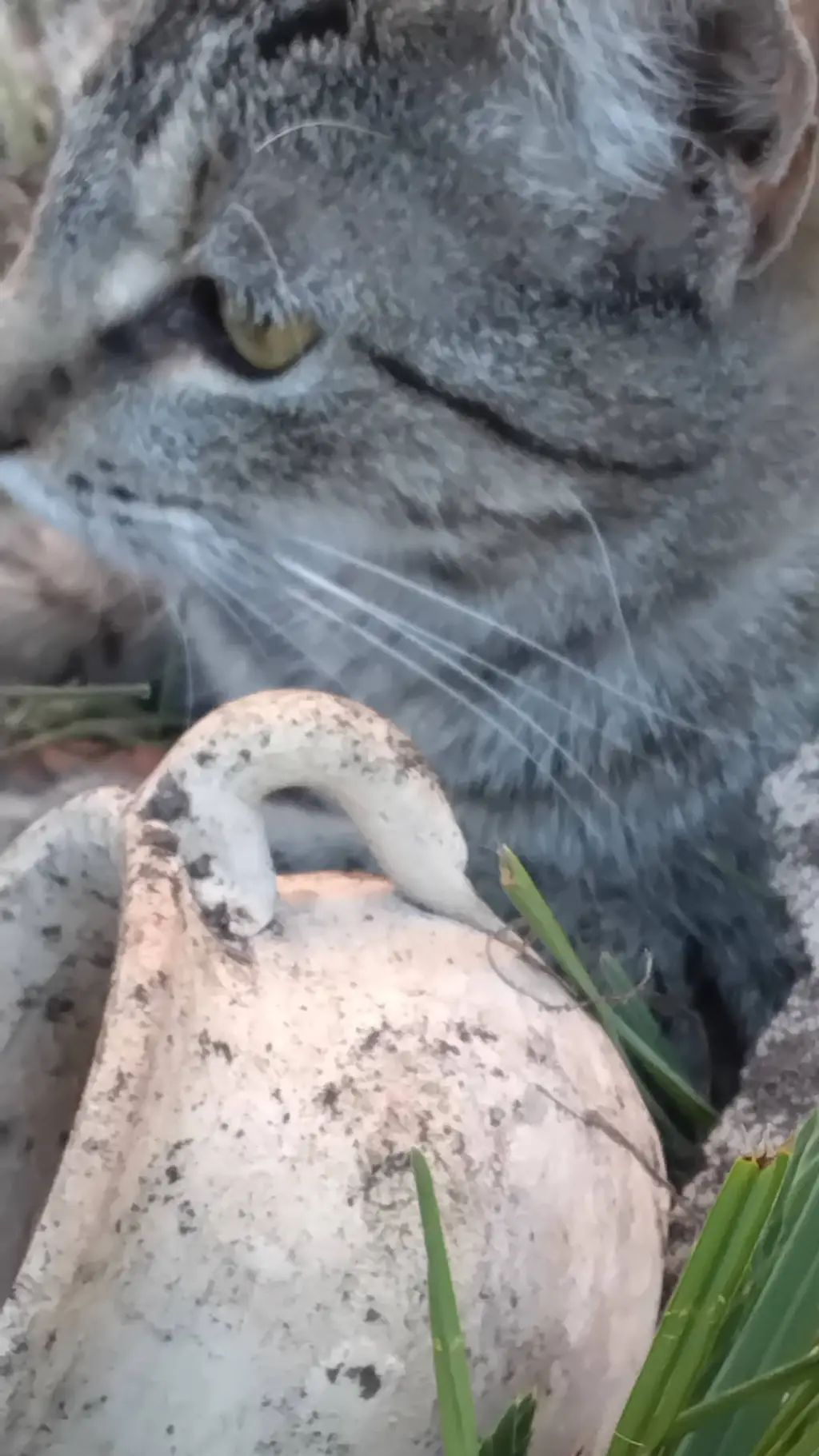 ai character: cat background