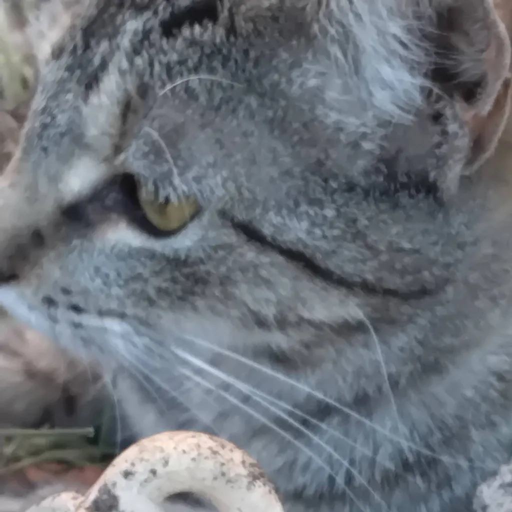 chat with ai character: cat