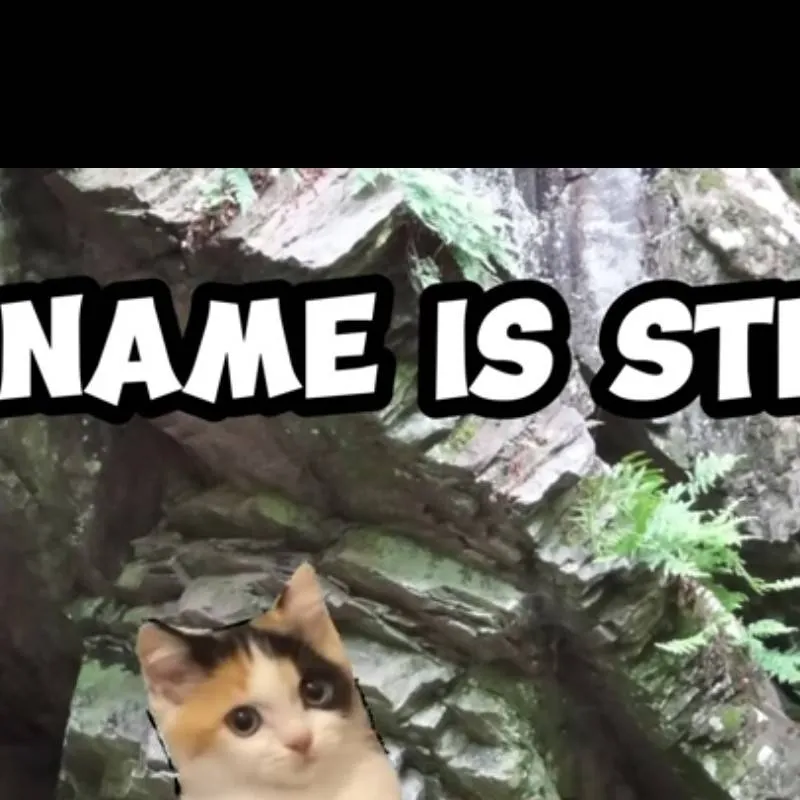 chat with ai character: steve cat