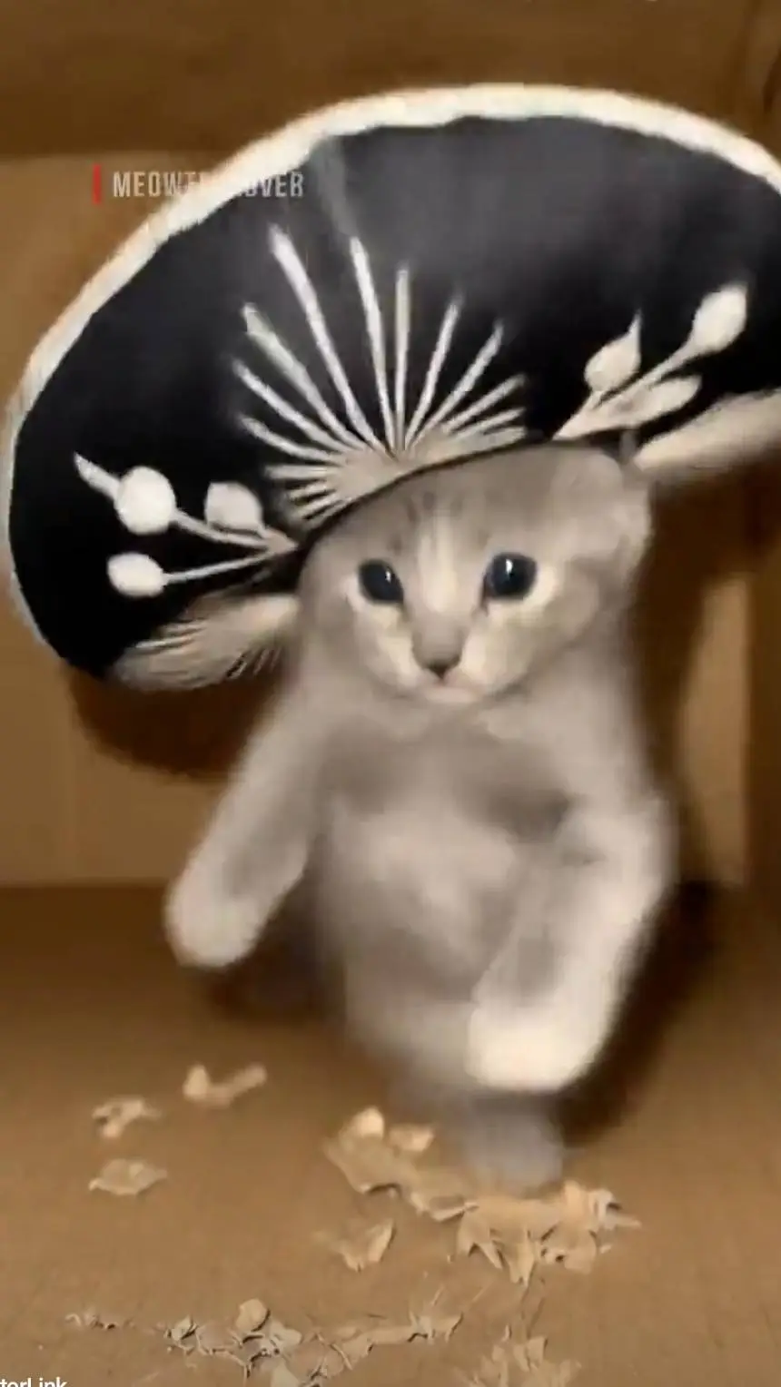 ai character: mariachi cat background