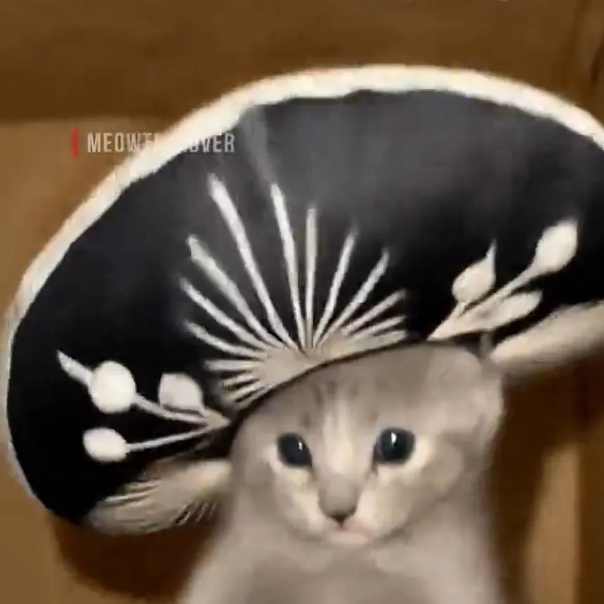 chat with ai character: mariachi cat