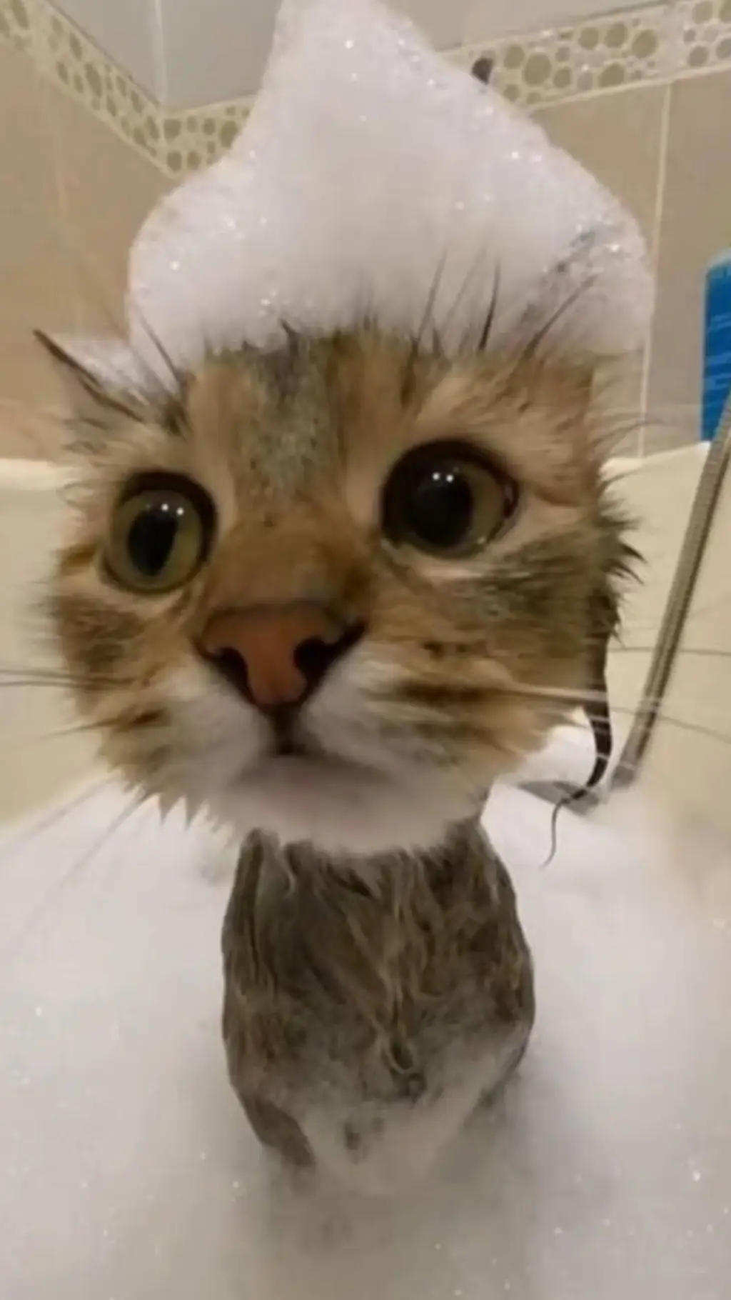 ai character: soapy cat sp background