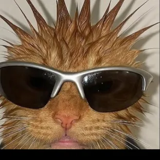 chat with ai character: Gangster kitty
