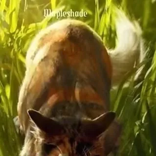 chat with ai character: 💫warrior cats💫