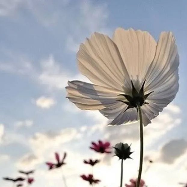 chat with ai character: Anything!!