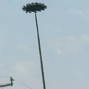 chat with ai character: Lepidodendron Tree