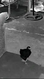 ai character: pájaro background