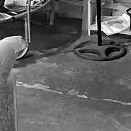 chat with ai character: pájaro