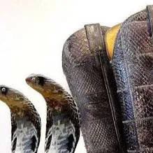 chat with ai character: botas de víbora