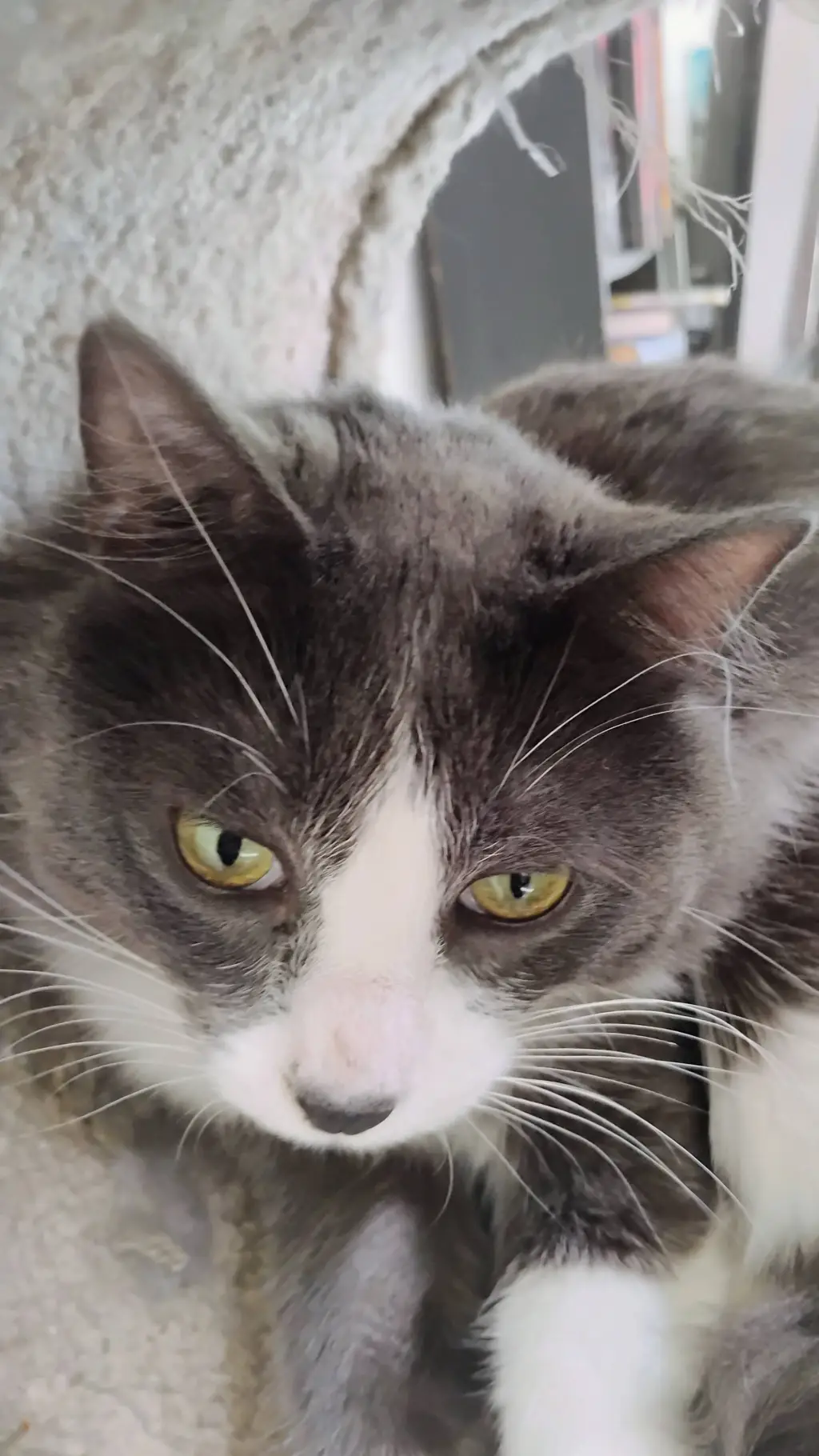 ai character: rocket my cat background