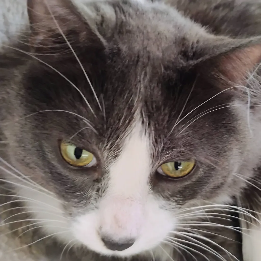 chat with ai character: rocket my cat