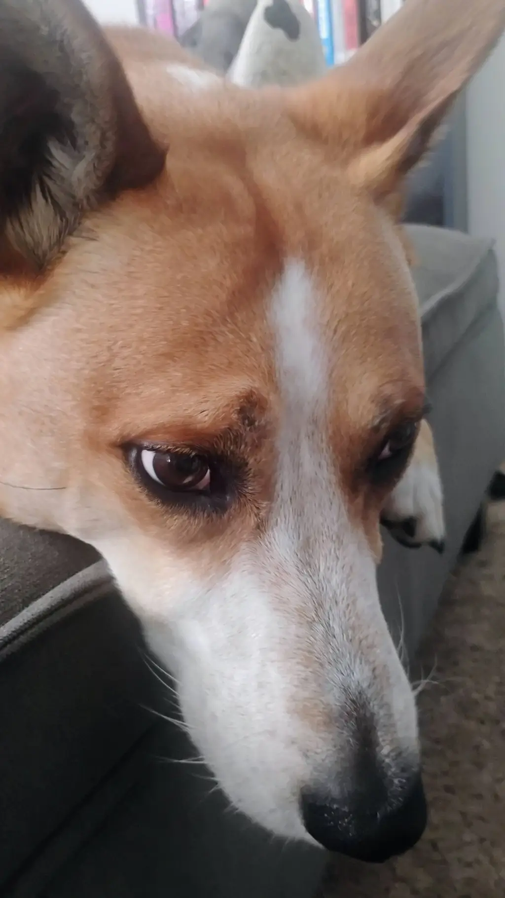 ai character: copper my dog background