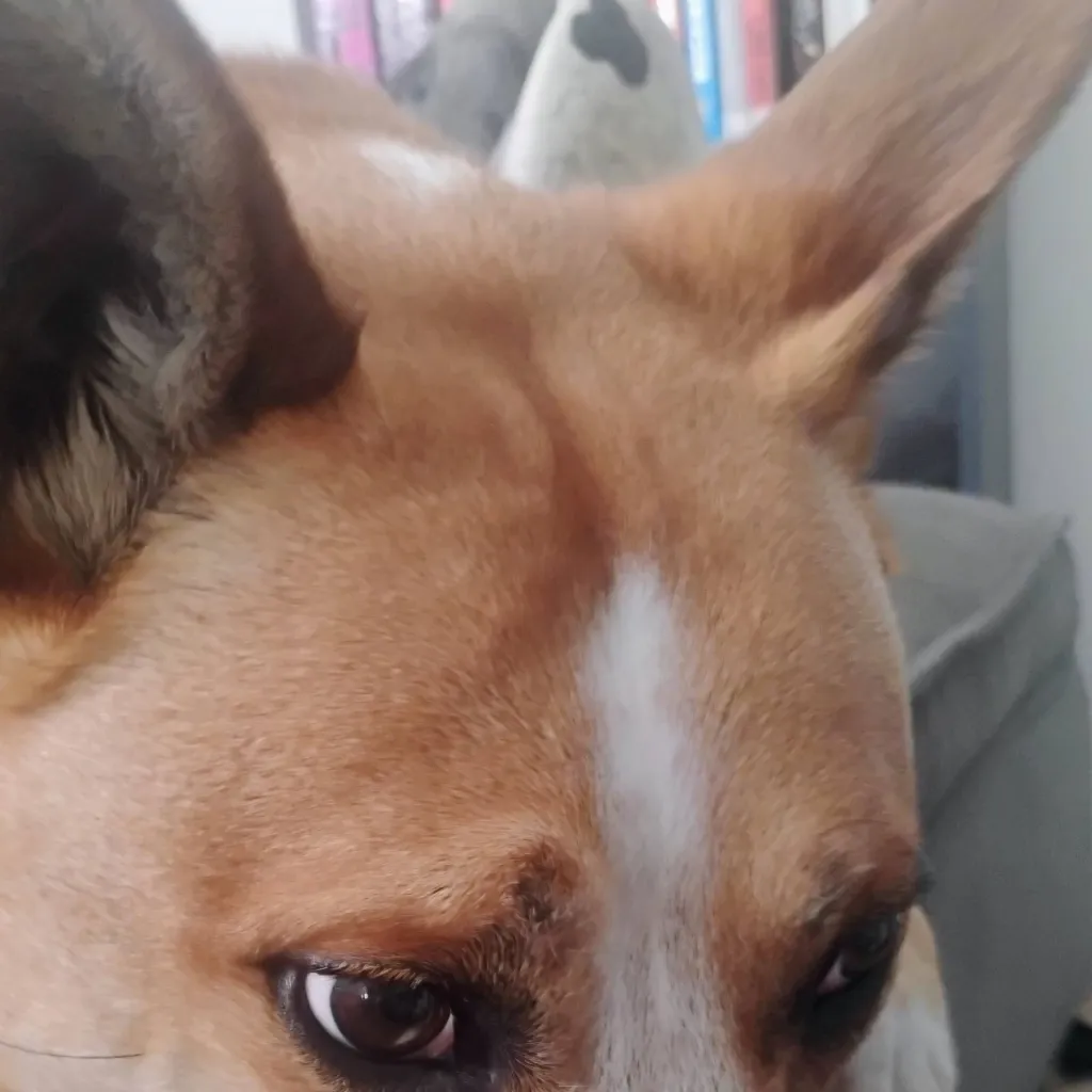 chat with ai character: copper my dog