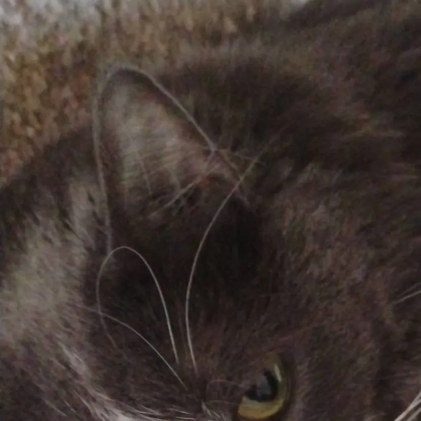 chat with ai character: Chinese cat