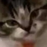 chat with ai character: Sunrise