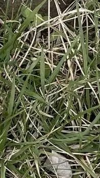 ai character: RF! Wally Darling background