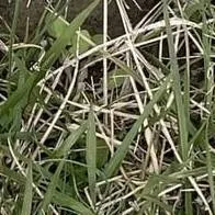 chat with ai character: RF! Wally Darling