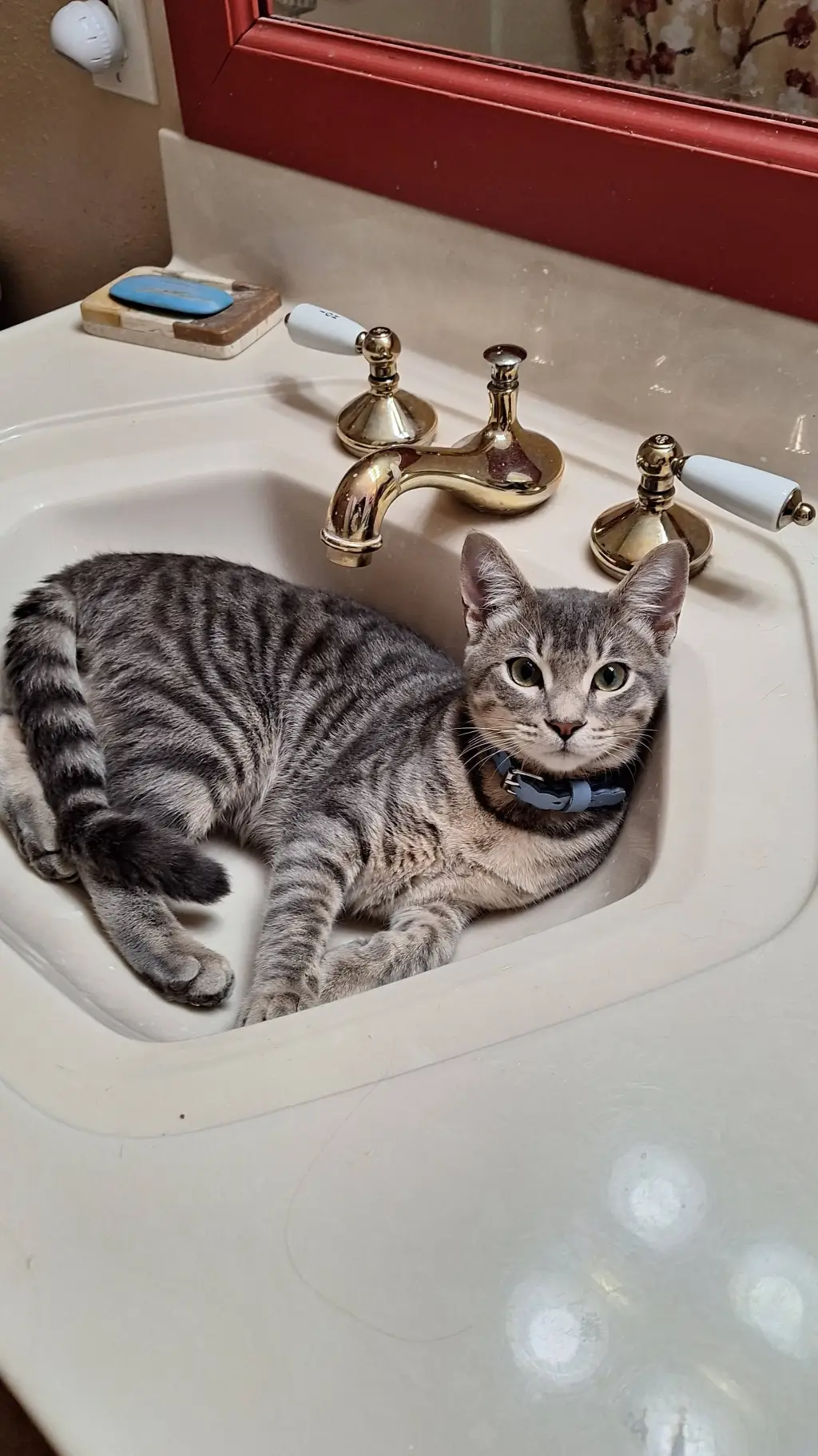 ai character: Cat background