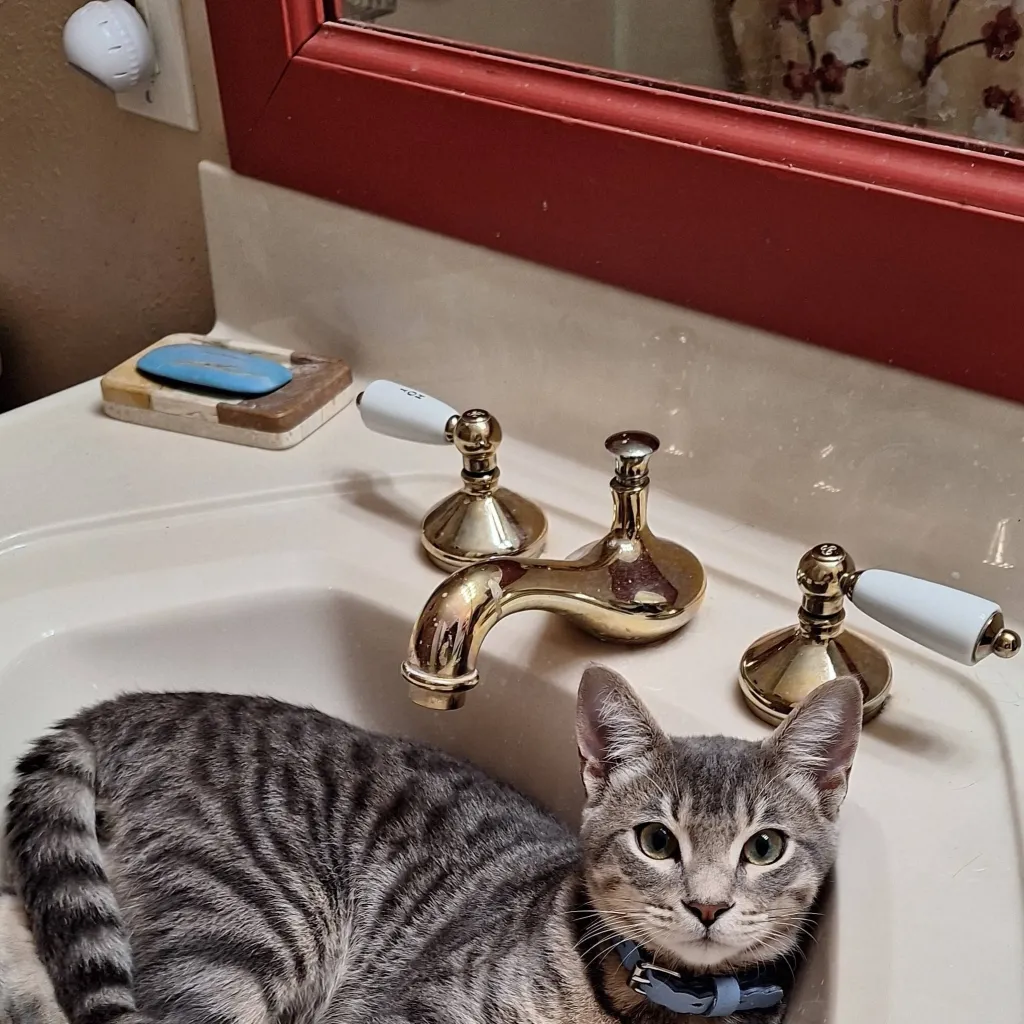 chat with ai character: Cat