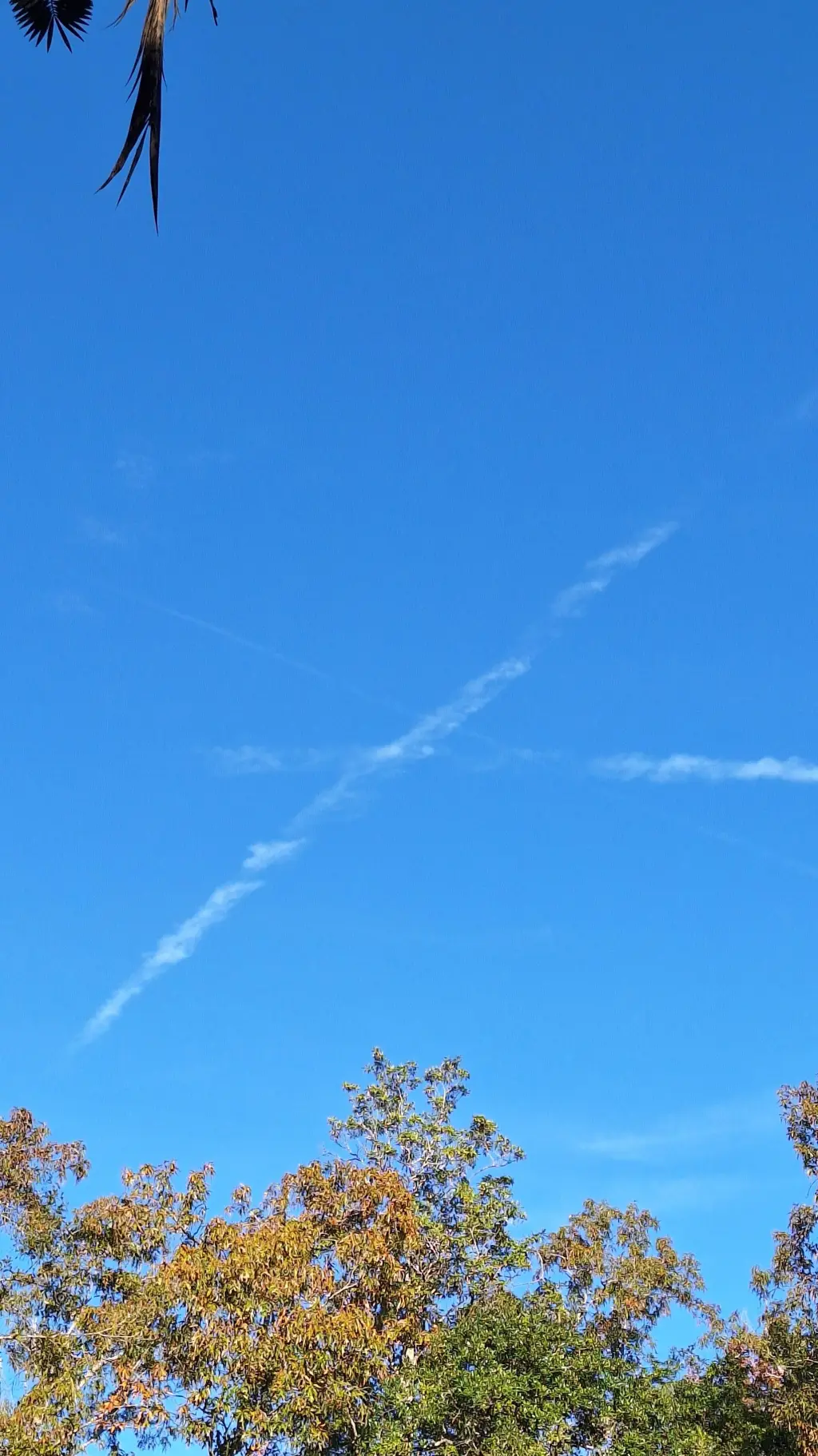 ai character: Aou background