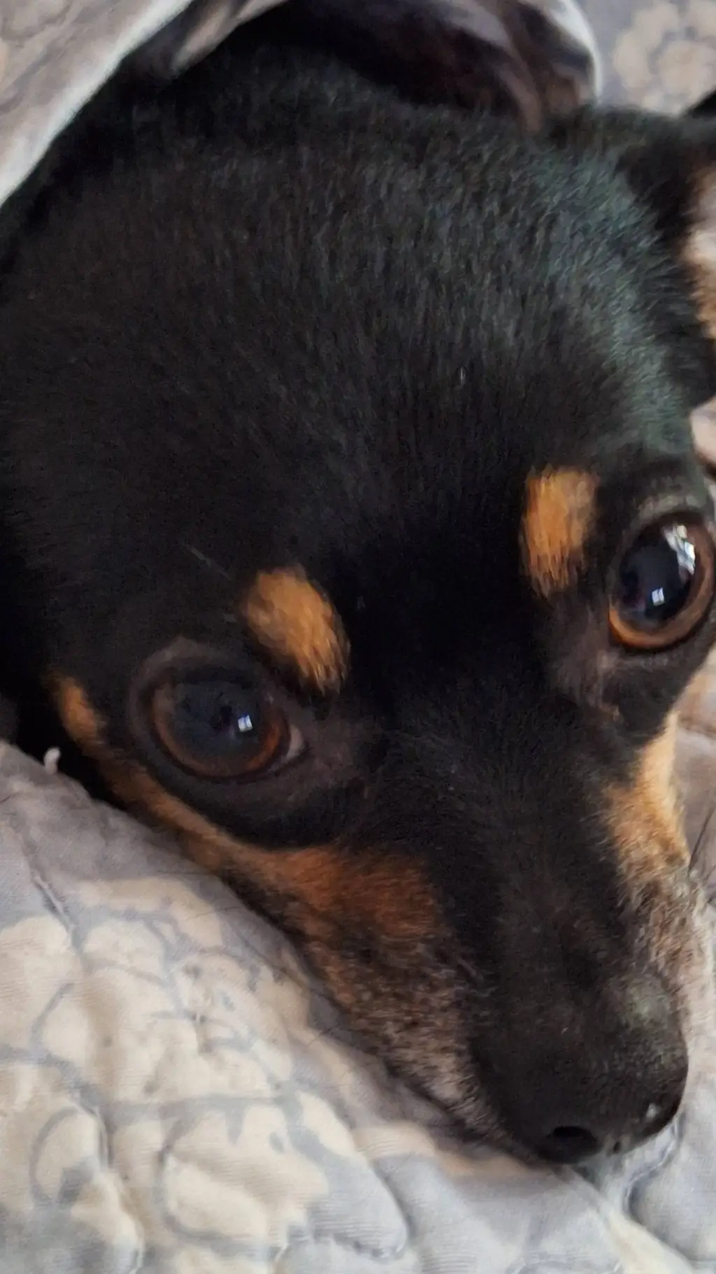 ai character: Fifi background