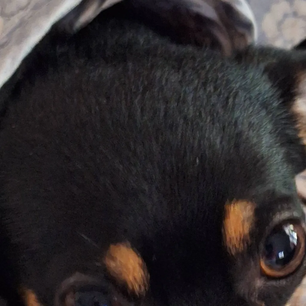 chat with ai character: Fifi