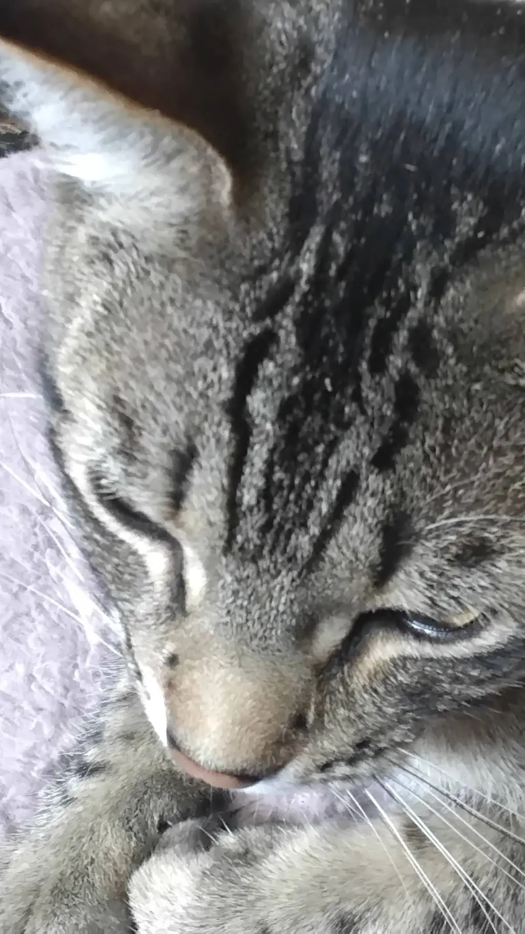 ai character: my cat hunter background