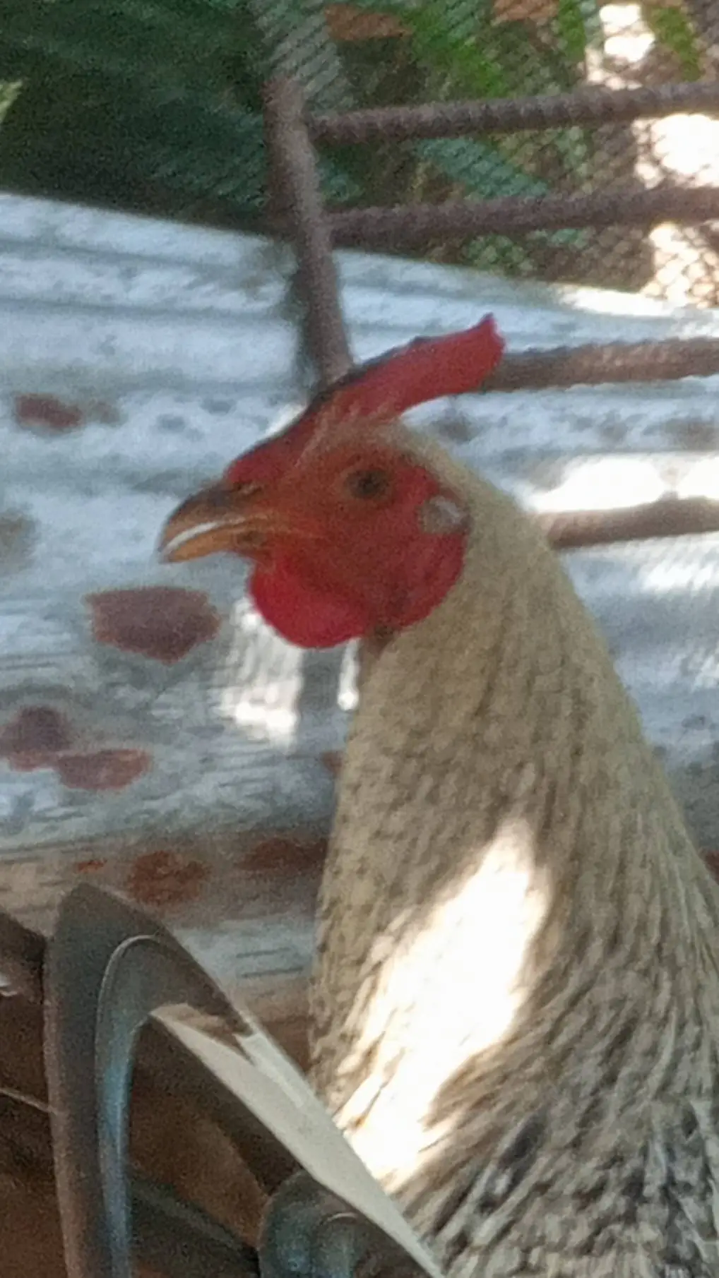 Talkie AI - Chat with Joseph the rooster