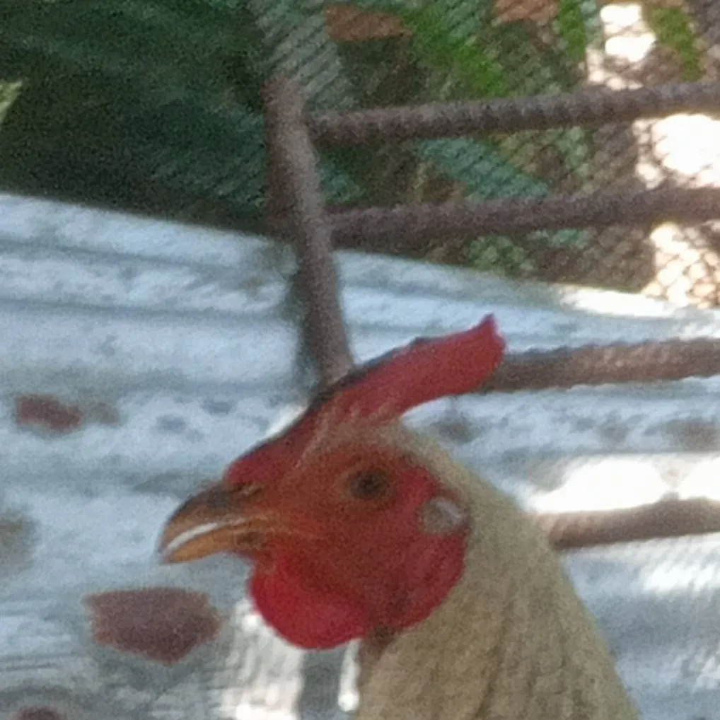 chat with ai character: Joseph the rooster