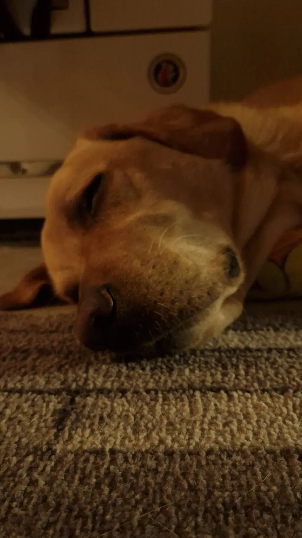 Talkie AI - Chat with das ist orso