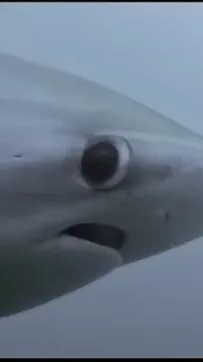 ai character: Shark  background