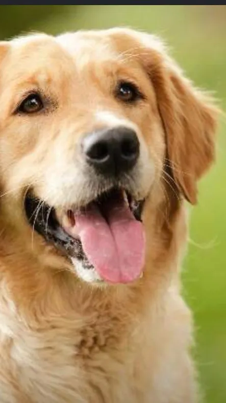 ai character: Dog like you  background