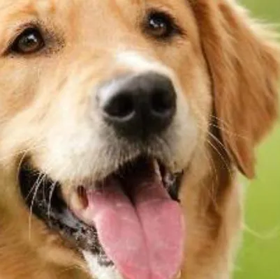 chat with ai character: Dog like you 