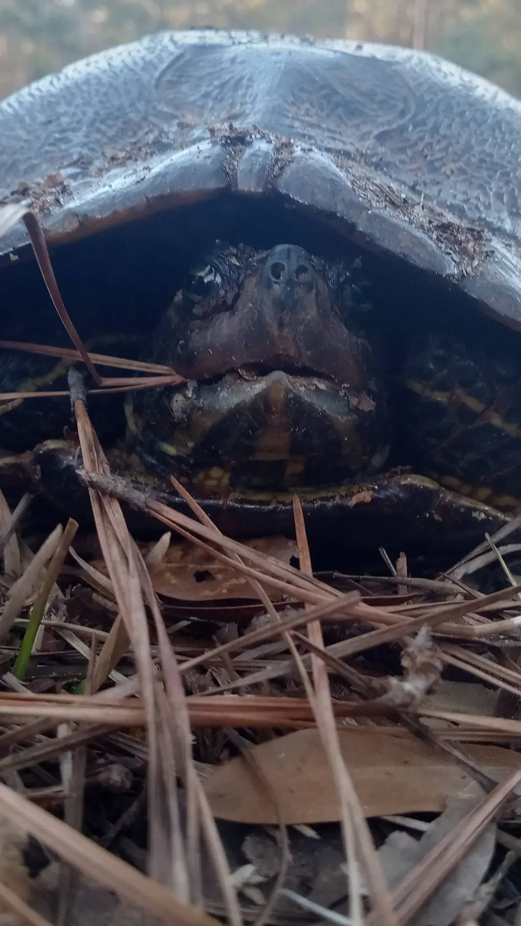 ai character: Fred background