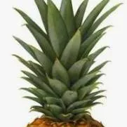 chat with ai character: abacaxi🤠👍