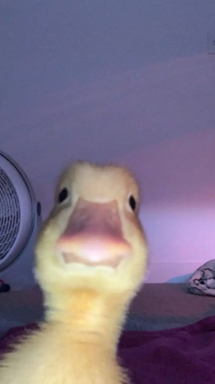 ai character: ✨️Duck✨️ background
