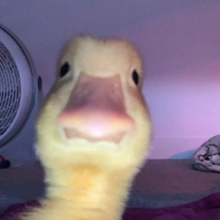 chat with ai character: ✨️Duck✨️
