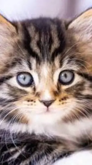 ai character: Aizawa cat background