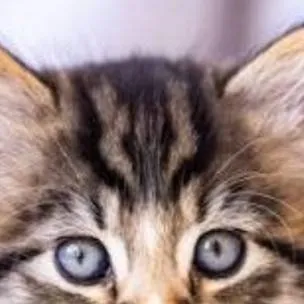 chat with ai character: Aizawa cat