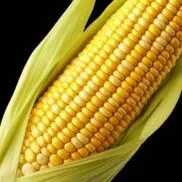 chat with ai character: Corn 